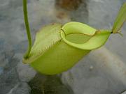 Nepenthes x hookeriana var green 2